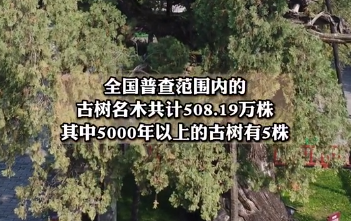 全国仅有的5株5000岁古树 都在陕西